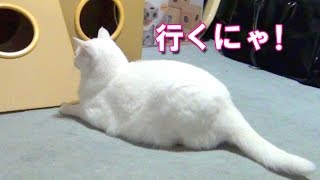 ボールを見事に取り出す白猫ユキ！ White cat Yuki takes out ball wonderfully