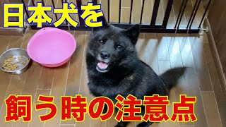 日本犬を飼う前に見て欲しい動画