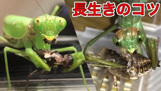 飼育してるカマキリを長生きさせる方法