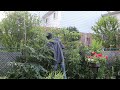 夏初修剪苹果树（apple tree pruning video 520