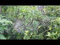 夏初修剪苹果树（apple tree pruning video 520