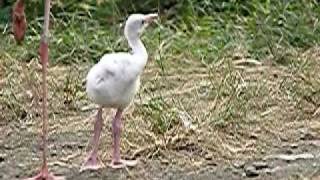 オオフラミンゴのヒナ（上野動物園）05.Baby Flamingo