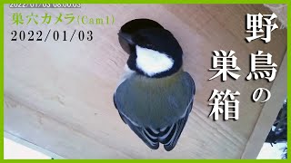 2022/01/03 野鳥の巣箱 巣穴カメラ(Cam1) シジュウカラ