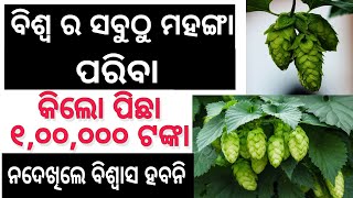 ଏହି ପରିବା ର କିଲୋ ୧,୦୦,୦୦୦ ଟଙ୍କା || Hop shoots || Mukhya khabar