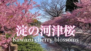 2023年3月14日 【京都の桜🌸を歩く】 淀の河津桜🌸を散策 Kawazu cherry blossoms 【4K】Walk in kyoto,japan