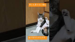 うちのネコ　何とも言えない顔　#ねこ #cat 　