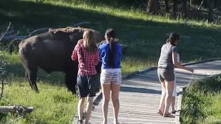 Bison Attack Caught on Camera!!! Yellowstone National Park