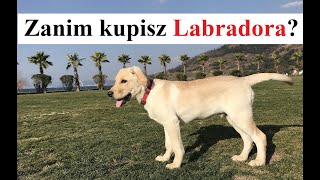 Zanim kupisz LABRADORA