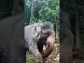 ആനയും പാപ്പനും ആയാൽ ഇങ്ങനെ വേണം elephant funny videos funny video elephant shorts