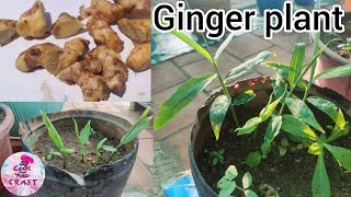 how to grow ginger plant at home | எளிய முறையில் இஞ்சி செடி வளர்ப்பது எப்படி