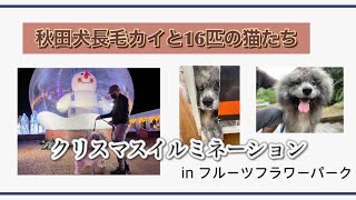 秋田犬長毛のカイ クリスマスイルミネーション in フルーツフラワーパーク