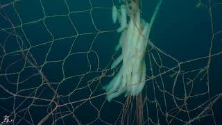 Ghost Nets - Trailer Ep.1 #shorts