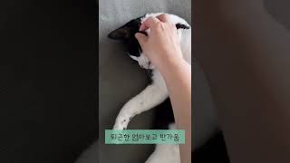 귀차니즘에 빠진 고양이 프링이