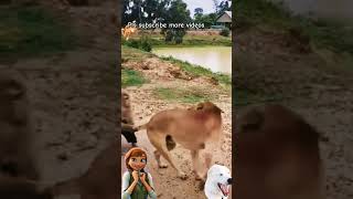 Dog Vs monkey playing 😀🐈🐒 || కుక్క  కోతి ఆడుతోంది 🐈🐒💥#shortvideo #funny #viral#entertainment