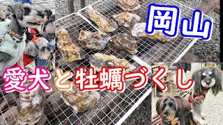 蒸牡蠣食べ放題に牡蠣BBQ [シュナウザー][岡山][ホテルラハイナ][牛窓][schnauzer][海の駅しおじ][五味の市][愛犬とお出かけ]