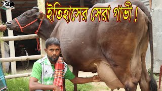 ইতিহাসের সেরা গাভী ! জাত গাভীর ভরপুর কালেকশন।সবগুলো ১৮+ দুধের গাভী।কড়া সতর্কবার্তা।গরুর হাঁট।