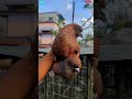 chila pigeon 😍 kabutar 🕊️ kabootarbazi shorts viral ytshorts