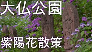 【大仏公園】紫陽花 真夏の散歩 【青森県弘前市】4K60P