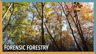 Forensic Forestry | VOA Connect