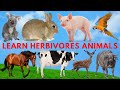 Learn Herbivores Animals Around Us Cow, Koala, Goat, Sheep - Animal Sounds - with explanation voice