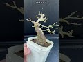 実生３９年山もみじ shorts short 盆栽 bonsai