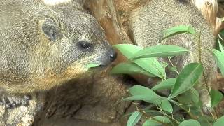 天王寺動物園　ケープハイラックスさんのモグモグタイム