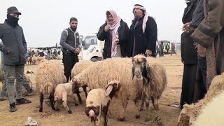 سوق الحدادية اليوم 2025/2/19 ربج الدلال أبو غازي وحركة سوق الغنم والفطيمة والخاروف والكبش واللحم