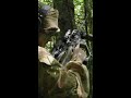 ADF | 1 RAR Live Fire Activity - Tully Training Area, Queensland #Shorts