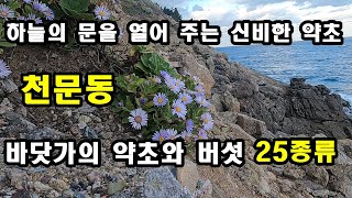 바닷가에 하늘의 문을 열어 주는 신비한 약초가 있다. 천문동, 번행초 등 약초와 버섯 25종류 #천문동