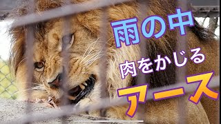 アースくん雨の中で肉をかじる🍖【ガリガリ】#のんほいパーク #豊橋動物園 #アース #ライオン #シルク