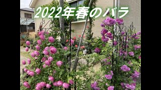 春のバラ【2022年5月】