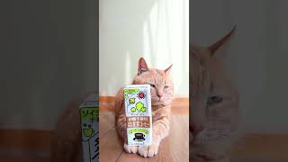 砂糖不使用 豆乳飲料 麦芽コーヒー　のせ麦茶　230829 #cat #かご猫 #ネコ