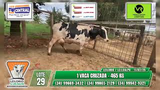 LOTE 29  - 1 VACA CRUZADA  - 465 KG -  LEILÃO DE GADO DE CORTE - LEILORIO / LEILOALPA - 11/02/2025 🐂