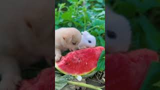 Watermelon Heaven: Dog and Rabbit's Adorable Eating Habits||Nature's Candy: Rabbit's Favorite Snack