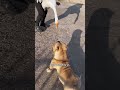 狗狗惹到大鹅，大鹅逮住它就咬 cutest dog dog china funny playful dog