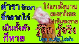 ตำรา รักษาขี้กลากไก่ (เป็นทั้งตัวก็หาย)ความลับถูกเปิดเผย คลิปนี้ #โดย อ.ชัย ไผ่ตัน