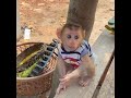 genius bb dam happy climbing on jackfruit tree