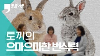 토끼가 얌전? 맹수 중의 맹수임ㅇㅇ｜토끼 맘들이 말하는 토끼