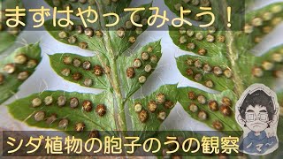 99.シダ植物の胞子のうの観察