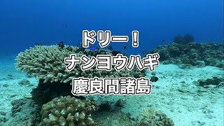 ドリー！ナンヨウハギ・ディーズパルス沖縄