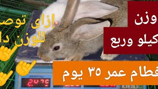 ازاى توصل للوزن دا كيلو وربع على عمر ٣٥ يوم السر في الوصول لهذه الأوزان وقت الفطام بسرعه .