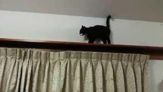 ネズミのオモチャを持って来るちび黒猫♪ My black kitten playing!