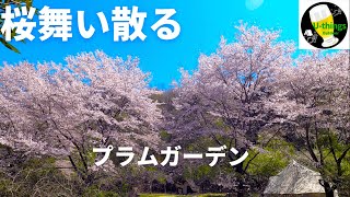 【お花見キャンプ】#40『埼玉』穴場キャンプ場のプラムガーデンで、超絶！静かにキャンプを楽しんできました。タイミングは桜が散り初め、かつ風が吹いて、ヒュルリーラを満喫してきました。