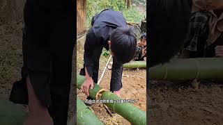 男孩和小雪一早起来修整竹竿，开挖基坑，准备开始搭建新厨房框架