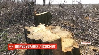 На Херсонщині назріває екологічна катастрофа через вирубку лісосмуг