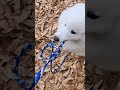 落葉でハイテンション🐻‍❄ サモエド samoyed dog いぬのきもち いぬのいる暮らし いぬすたぐらむ わんこ 白い犬 ハイテンション 落葉 元気 わちゃわちゃ るったん