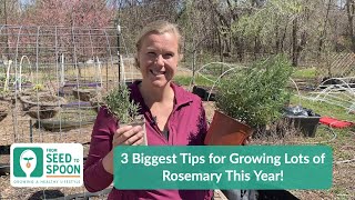 🌱 Our 3 Biggest Tips for Growing Lots of Rosemary This Year!