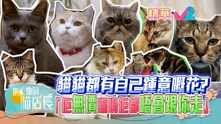 【深水埗貓店長】看貓咪如何成為吸客的秘訣 🐱 | 他和她的喵店長EP8 | J2