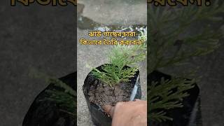 ঝাউ গাছের চারা কিভাবে সহজেই তৈরি করবেন?#ঝাউচারা #seedlings #shortsviral #gardening #biprogarden