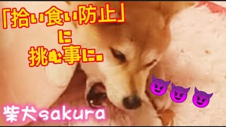 【柴犬 しつけ】「はーなーせ」の予定が‼️ポチパパ流「拾い食い防止」のチャンス到来👏😇@pochipapa